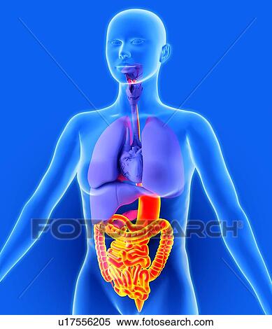 Digestive tract, artwork View Large Photo Image Stock Photography - Digestive tract, artwork. Fotosearch