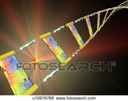 Stock Photo - DNA circuitry strand, conceptual artwork. Fotosearch