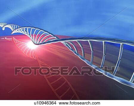 Picture - DNA molecule, artwork. Fotosearch