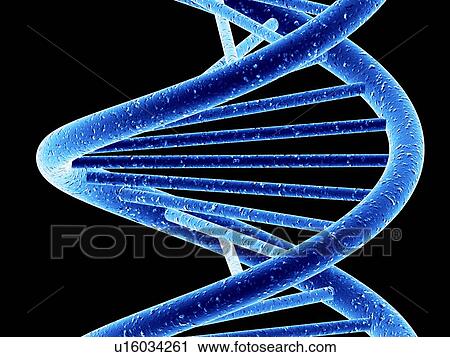 DNA molecule, artwork View Large Photo Image Stock Image - DNA molecule, artwork. Fotosearch