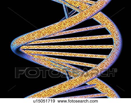 Stock Photo - DNA molecule, artwork. Fotosearch