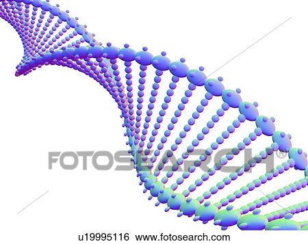 Stock Photograph - DNA molecule, computer artwork. Fotosearch