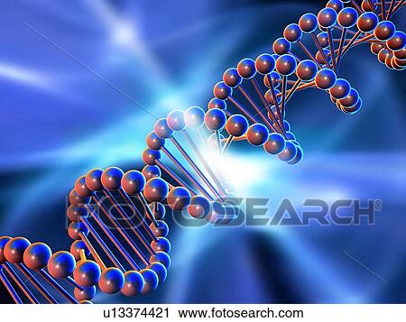 DNA strand, artwork View Large Photo Image Stock Image - DNA strand, artwork. Fotosearch