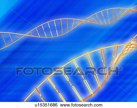 DNA strand, artwork View Large Photo Image Stock Photograph - DNA strand, artwork. Fotosearch