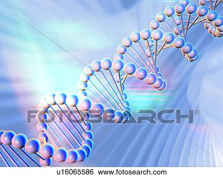 DNA strand, artwork View Large Photo Image Stock Photograph - DNA strand, artwork. Fotosearch