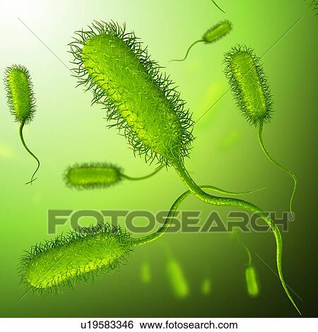 Stock Photograph - E coli bacteria, illustration. Fotosearch