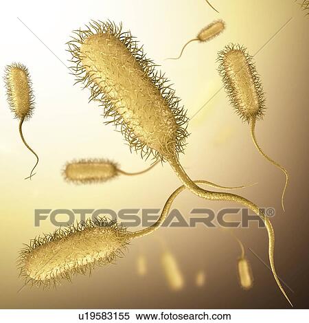 E coli bacteria, illustration View Large Photo Image Stock Photography - E coli bacteria, illustration. Fotosearch
