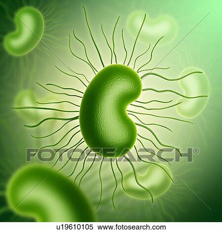 Stock Photography - E coli bacteria, illustration. Fotosearch