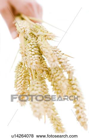Ears of wheat View Large Photo Image Stock Photo - Ears of wheat. Fotosearch
