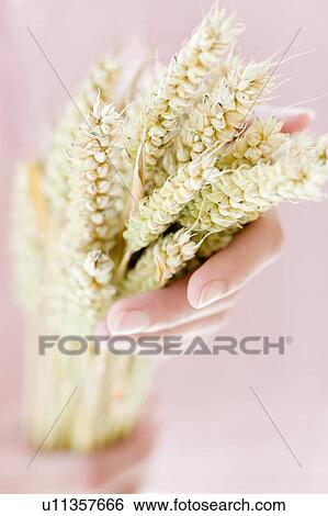 Stock Photograph - Ears of wheat. Fotosearch