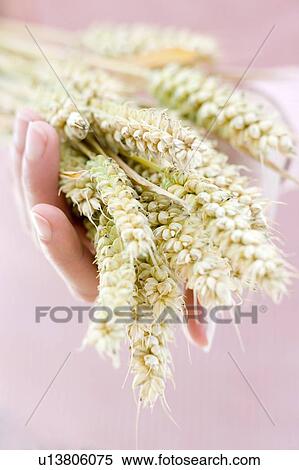 Ears of wheat View Large Photo Image Stock Photography - Ears of wheat. Fotosearch