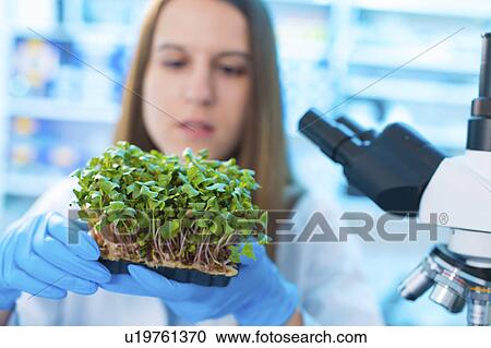 Female biologist holding seedlings View Large Photo Image Stock Image - Female biologist holding seedlings. Fotosearch