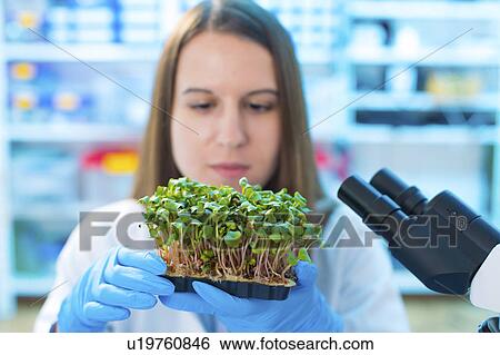 Female biologist holding seedlings View Large Photo Image Stock Photograph - Female biologist holding seedlings. Fotosearch