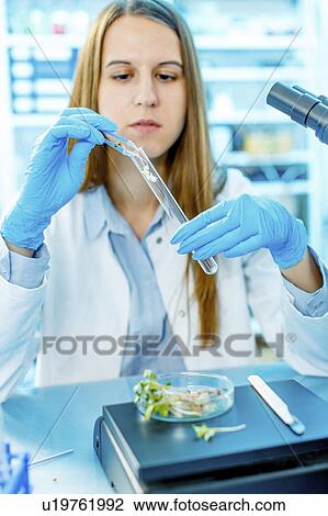 Stock Image - Female biologist testing plants in lab. Fotosearch
