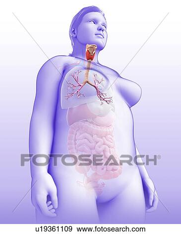 Female bronchi, illustration View Large Photo Image Stock Photo - Female bronchi, illustration. Fotosearch