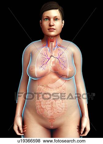 Stock Photo - Female bronchi, illustration. Fotosearch