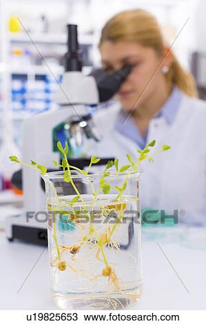 Stock Image - Female chemist using microscope. Fotosearch