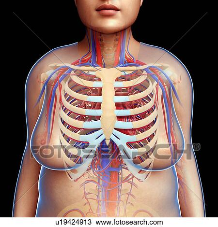 Stock Image - Female circulatory system, illustration. Fotosearch