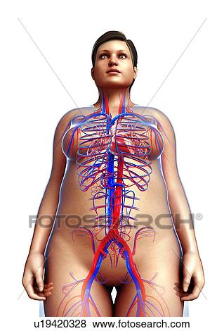 Female circulatory system, illustration View Large Photo Image Stock Photo - Female circulatory system, illustration. Fotosearch