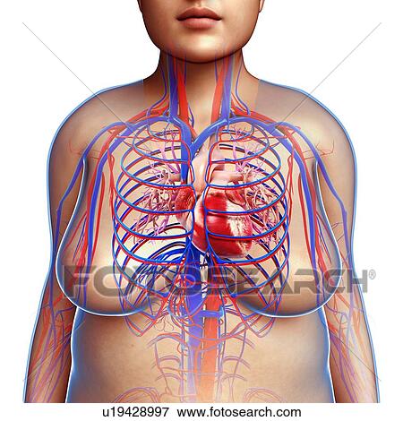 Stock Photo - Female circulatory system, illustration. Fotosearch