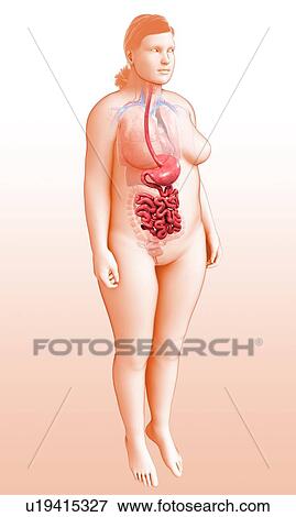 Female digestive system, illustration View Large Photo Image Stock Photo - Female digestive system, illustration. Fotosearch