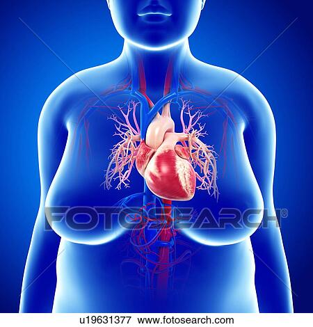 Stock Photo - Female heart, illustration. Fotosearch