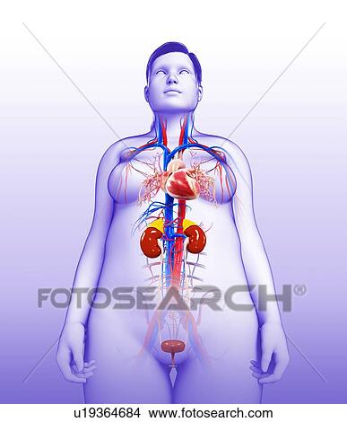 Picture - Female internal organs, illustration. Fotosearch
