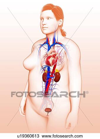 Stock Image - Female internal organs, illustration. Fotosearch