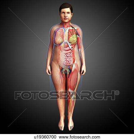 Female internal organs, illustration View Large Photo Image Stock Image - Female internal organs, illustration. Fotosearch