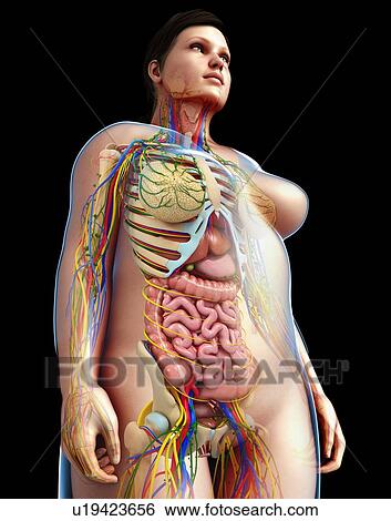 Female internal systems, illustration View Large Photo Image Stock Photograph - Female internal systems, illustration. Fotosearch