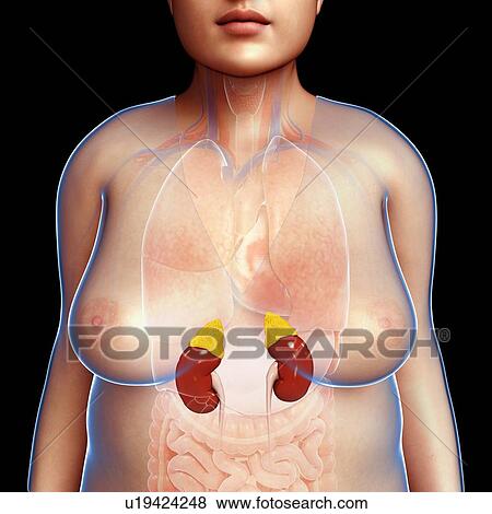 Stock Photo - Female kidneys, illustration. Fotosearch
