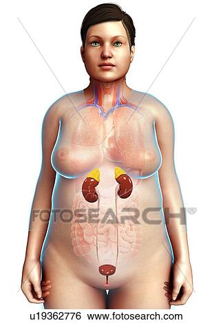 Stock Photograph - Female kidneys, illustration. Fotosearch