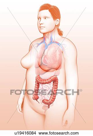 Picture - Female large intestine, illustration. Fotosearch