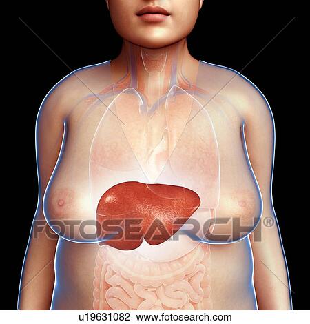 Female liver, illustration View Large Photo Image Stock Image - Female liver, illustration. Fotosearch