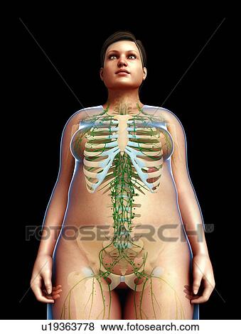 Stock Photo - Female lymphatic system, illustration. Fotosearch