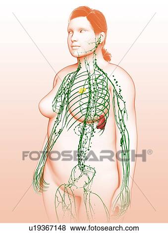 Stock Photo - Female lymphatic system, illustration. Fotosearch
