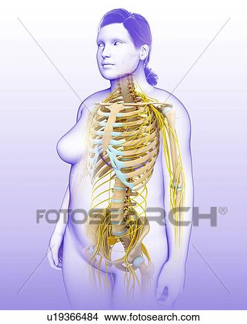 Female nervous system, illustration View Large Photo Image Picture - Female nervous system, illustration. Fotosearch