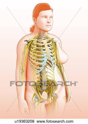 Female nervous system, illustration View Large Photo Image Stock Photo - Female nervous system, illustration. Fotosearch