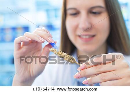 Picture - Female nutritionist testing wheat in lab. Fotosearch
