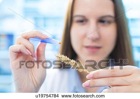 Female nutritionist testing wheat in lab View Large Photo Image Picture - Female nutritionist testing wheat in lab. Fotosearch