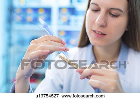 Stock Photo - Female nutritionist testing wheat in lab. Fotosearch