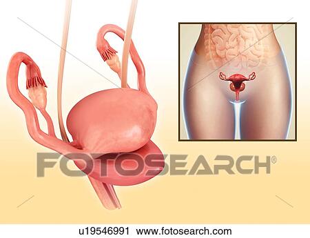 Stock Image - Female reproductive system, illustration. Fotosearch