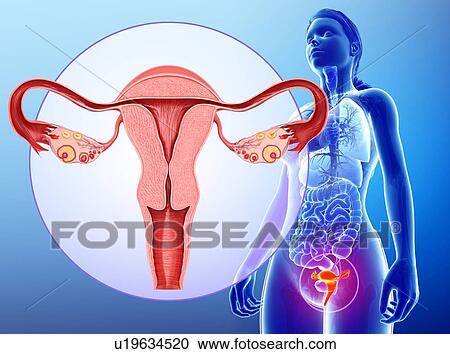 Female reproductive system, illustration View Large Photo Image Stock Image - Female reproductive system, illustration. Fotosearch