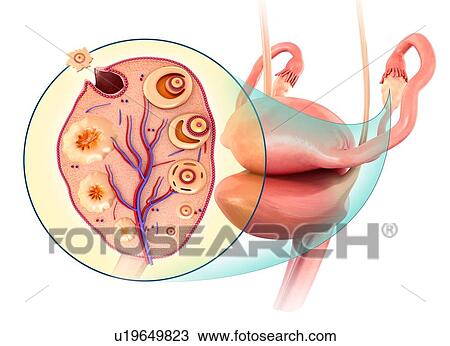 Stock Image - Female reproductive system, illustration. Fotosearch