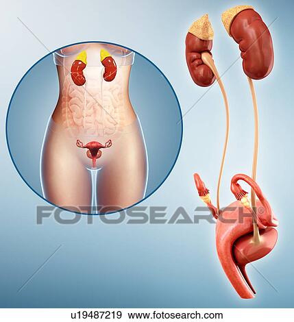 Stock Photo - Female reproductive system, illustration. Fotosearch