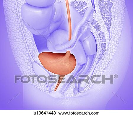 Stock Photo - Female reproductive system, illustration. Fotosearch