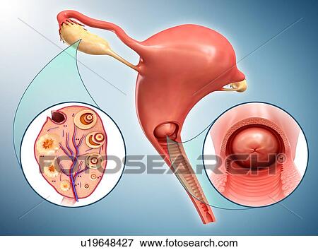 Stock Photo - Female reproductive system, illustration. Fotosearch