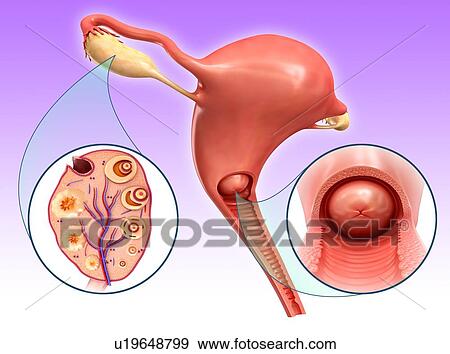 Stock Photo - Female reproductive system, illustration. Fotosearch