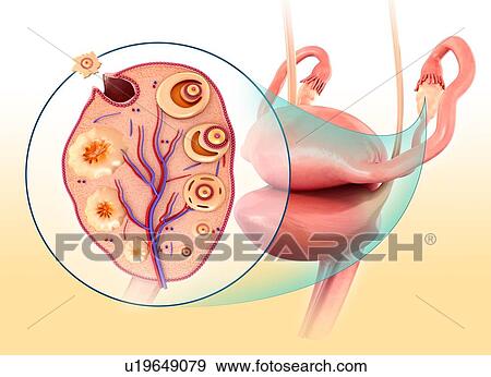 Stock Photo - Female reproductive system, illustration. Fotosearch