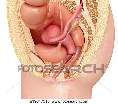 Stock Photography - Female reproductive system, illustration. Fotosearch